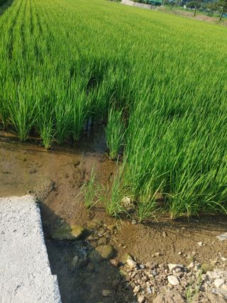 윤재하님의 벼 · 자유게시판 작성글 사진