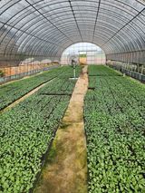 팜모닝 양배추·자유게시판 게시글 이미지