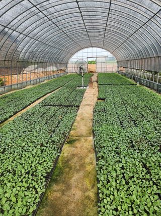 무안최향숙님의 양배추 · 자유게시판 작성글 사진