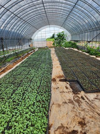 무안최향숙님의 양배추 · 자유게시판 작성글 사진