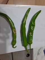 팜모닝 고추·병해충상담 게시글 이미지