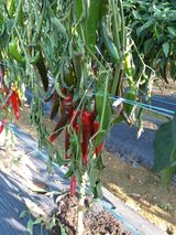 팜모닝 고추·병해충상담 게시글 이미지