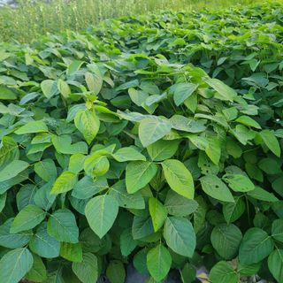 김도훈님의 콩 · 자유게시판 작성글 사진