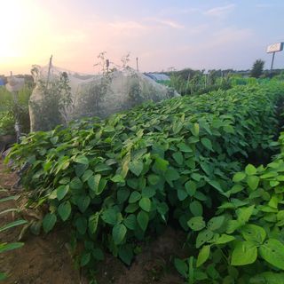 김도훈님의 콩 · 자유게시판 작성글 사진