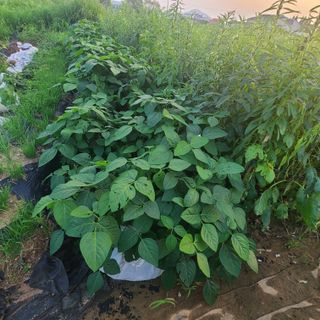 김도훈님의 콩 · 자유게시판 작성글 사진