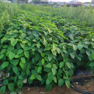 김도훈님의 콩 · 자유게시판 작성글 사진