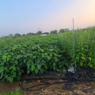 김도훈님의 콩 · 자유게시판 작성글 사진