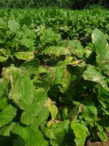 팜모닝 기타작물·병해충상담 게시글 이미지