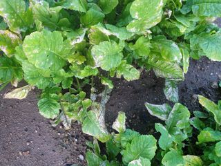 coffee1205님의 기타작물 · 병해충상담 작성글 사진