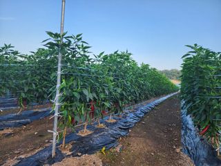 꽃순이네님의 고추 · 수확 작성글 사진