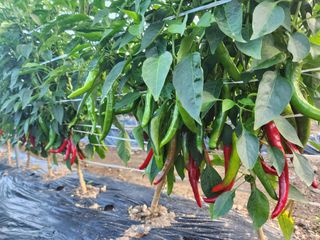 꽃순이네님의 고추 · 수확 작성글 사진