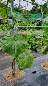 팜모닝 오이·병해충상담 게시글 이미지