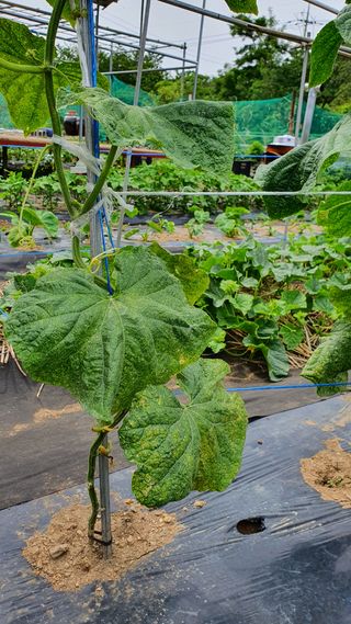 heon5486님의 오이 · 병해충상담 작성글 사진