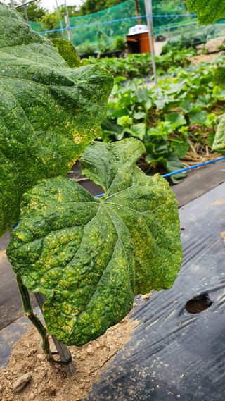 heon5486님의 오이 · 병해충상담 작성글 사진