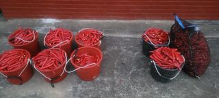 한상동님의 고추 · 수확 작성글 사진