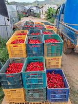 팜모닝 고추·수확 게시글 이미지