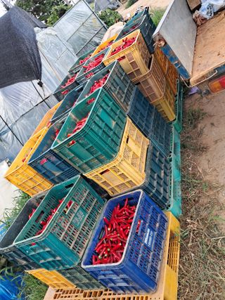 천년의사랑님의 고추 · 수확 작성글 사진