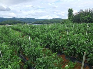 천년의사랑님의 고추 · 수확 작성글 사진