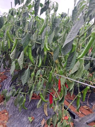 천년의사랑님의 고추 · 수확 작성글 사진