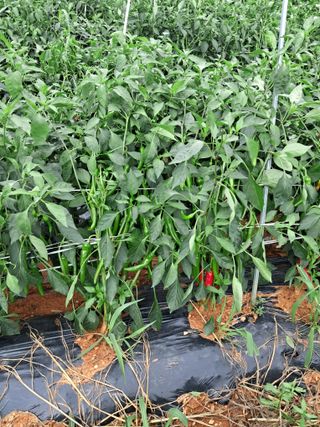 천년의사랑님의 고추 · 수확 작성글 사진