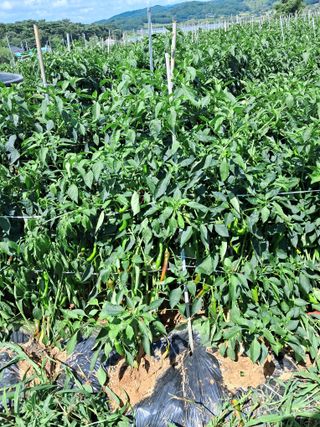 천년의사랑님의 고추 · 수확 작성글 사진