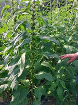 팜모닝 어떤 유기농자재 쓰세요?·참여글 게시글 이미지