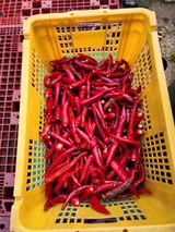 팜모닝 자유주제·사진전 게시글 이미지