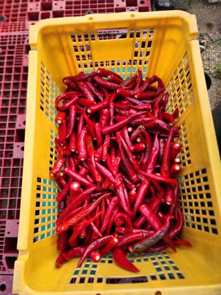  청계유정란 박진균님의 자유주제 · 사진전 작성글 사진