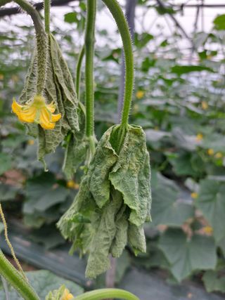 대박나세요~님의 오이 · 병해충상담 작성글 사진