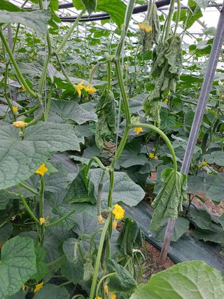 대박나세요~님의 오이 · 병해충상담 작성글 사진