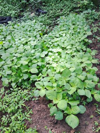 안창영님의 토마토 · 영농일지 작성글 사진