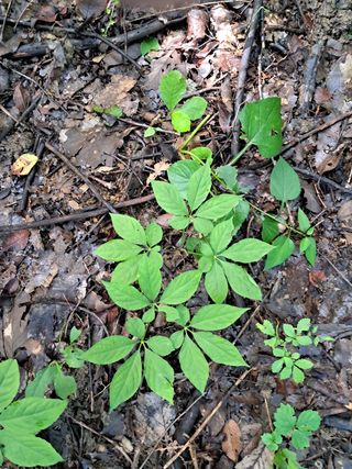 안창영님의 토마토 · 영농일지 작성글 사진