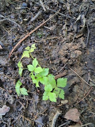 안창영님의 토마토 · 영농일지 작성글 사진