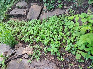 안창영님의 토마토 · 영농일지 작성글 사진