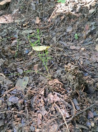안창영님의 토마토 · 영농일지 작성글 사진