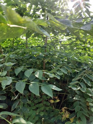 신경숙님의 두릅 · 일상 작성글 사진