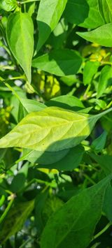 팜모닝 고추·병해충상담 게시글 이미지