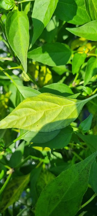 강신철님의 고추 · 병해충상담 작성글 사진