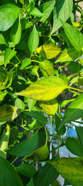 강신철님의 고추 · 병해충상담 작성글 사진