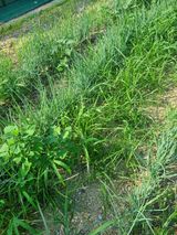 팜모닝 기타작물·자유게시판 게시글 이미지