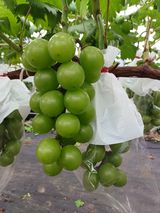 팜모닝 포도·자유게시판 게시글 이미지