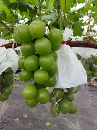 삼남매아빠님의 포도 · 자유게시판 작성글 사진