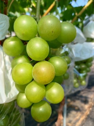 삼남매아빠님의 포도 · 자유게시판 작성글 사진