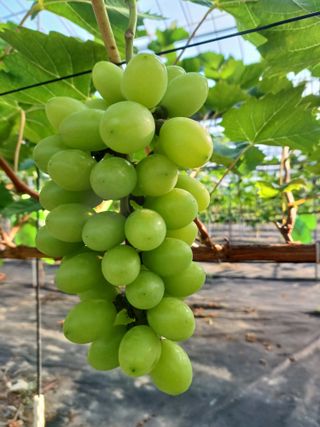 삼남매아빠님의 포도 · 자유게시판 작성글 사진