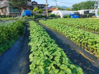 윤재하님의 들깨 · 자유게시판 작성글 사진