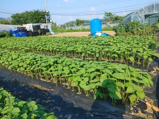 윤재하님의 들깨 · 자유게시판 작성글 사진