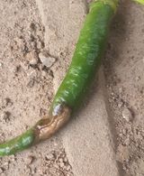 팜모닝 고추·병해충상담 게시글 이미지