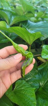 팜모닝 고추·병해충상담 게시글 이미지