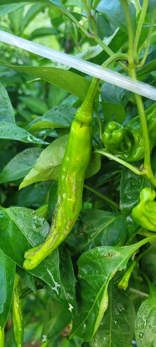 까마구님의 고추 · 병해충상담 작성글 사진