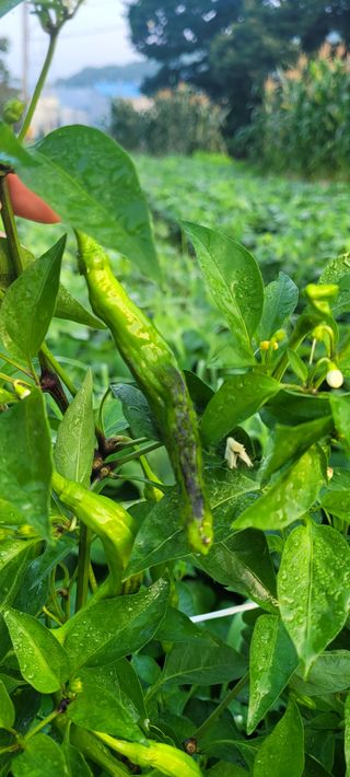 까마구님의 고추 · 병해충상담 작성글 사진